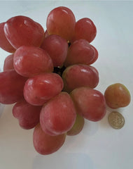 茨城・本多農園さんのぶどうを取り扱い始めました